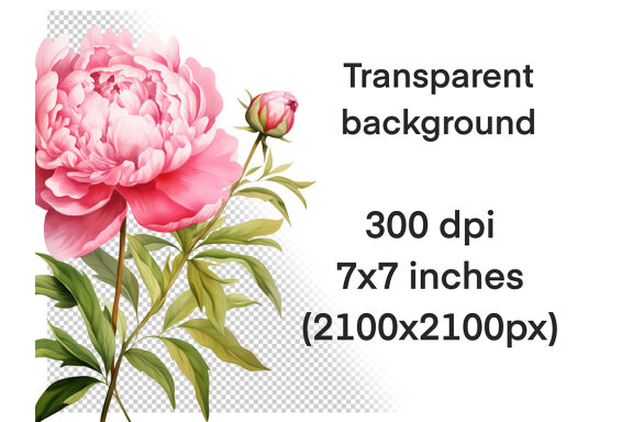 Pink Peony PNG Bundle, Watercolor peonies clipart
