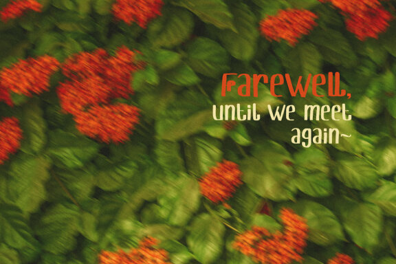 Wildest Bliss - Quirky Display Font