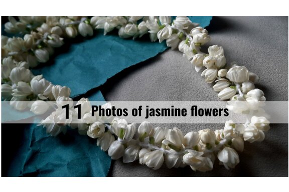 11 photos of jasmine flowers