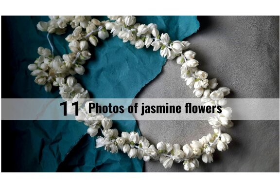 11 photos of jasmine flowers
