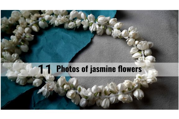 11 photos of jasmine flowers