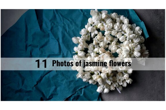 11 photos of jasmine flowers