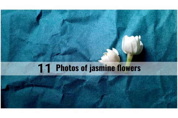 11 photos of jasmine flowers