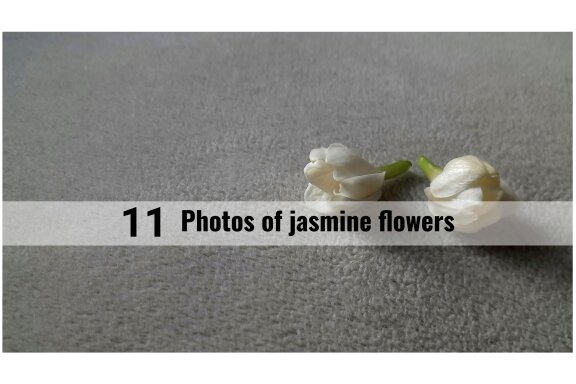 11 photos of jasmine flowers