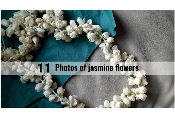 11 photos of jasmine flowers