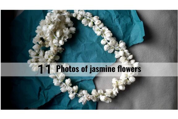 11 photos of jasmine flowers