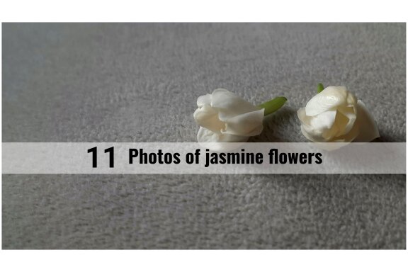 11 photos of jasmine flowers