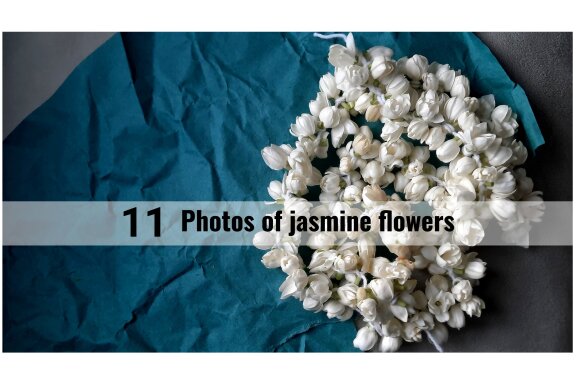 11 photos of jasmine flowers