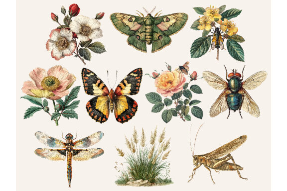Vintage Entomology PNG Bundle