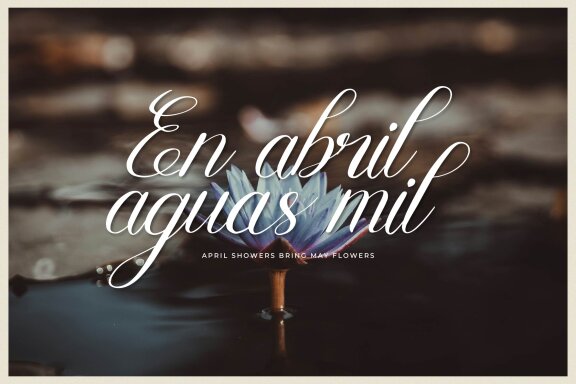 Mewskia | Modern Calligraphy Font