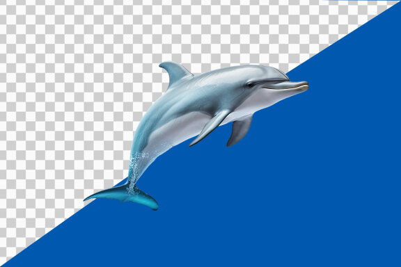 Dolphin jumping on transparent background PNG image 