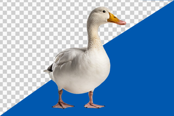 Duck on transparent background PNG image