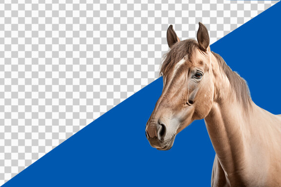 Horse on transparent background PNG image 