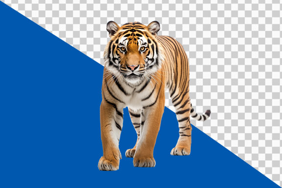 White Bengal tiger on transparent background PNG image