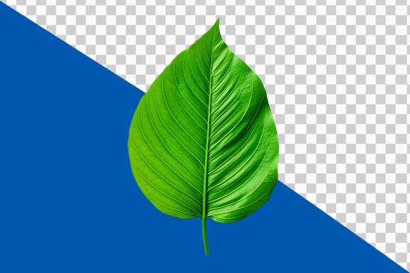 Green leaf on transparent background PNG image