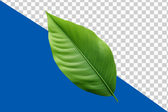 Green leaf on transparent background PNG image
