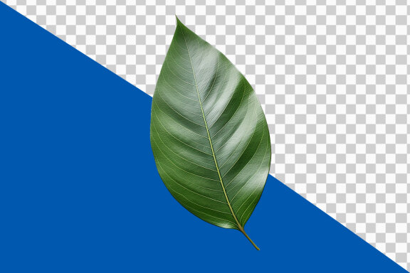 Green leaf on transparent background PNG image