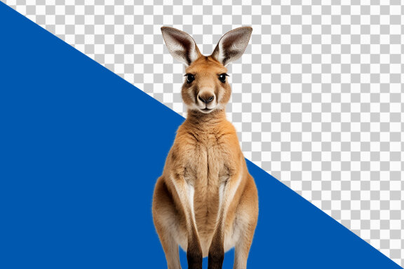 Kangaroo on transparent background PNG image 