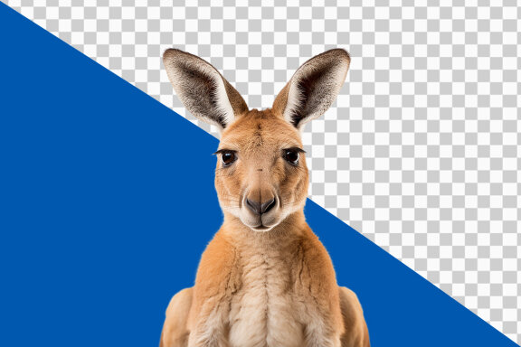 Kangaroo on transparent background PNG image 