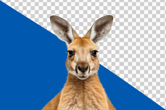 Kangaroo on transparent background PNG image 