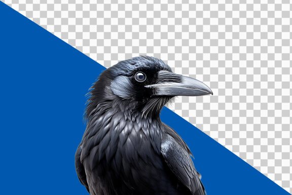 Black crow on transparent background PNG image 