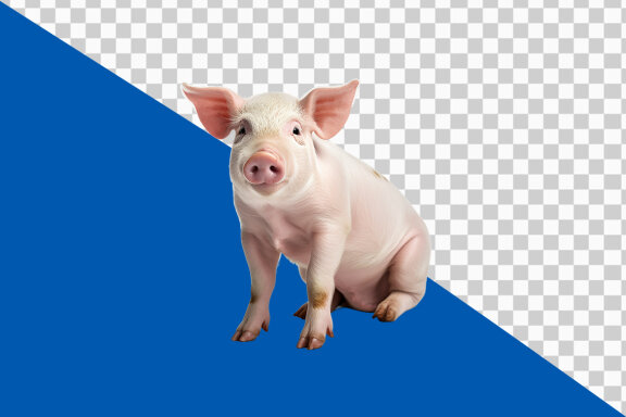 Pig on transparent background PNG image 
