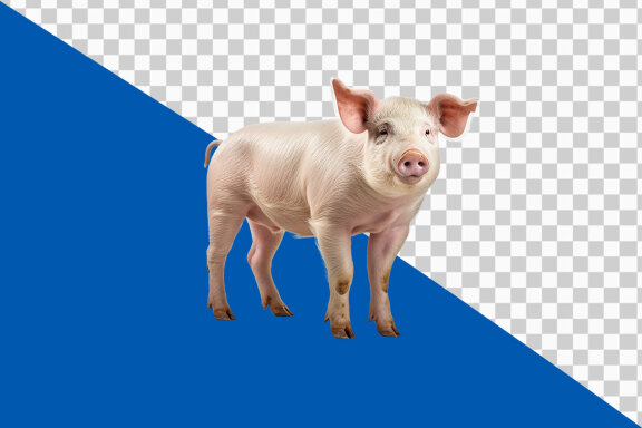Pig on transparent background PNG image 