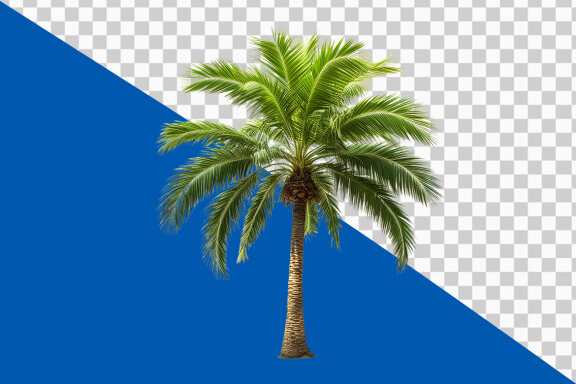 Palm tree on transparent background PNG image 