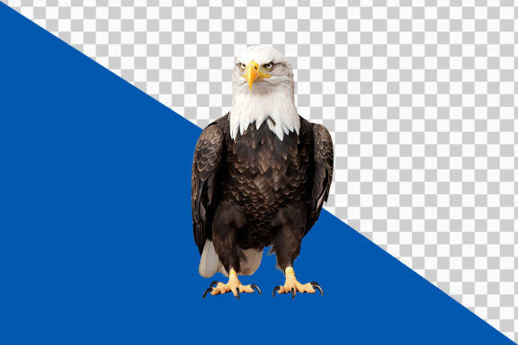 American bald eagle on transparent background PNG image