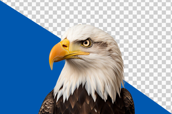 american bald eagle on transparent background PNG image