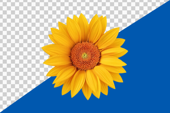 Yellow gerber daisy on transparent background PNG image
