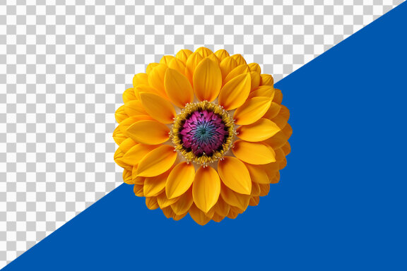Yellow gerber daisy on transparent background PNG image