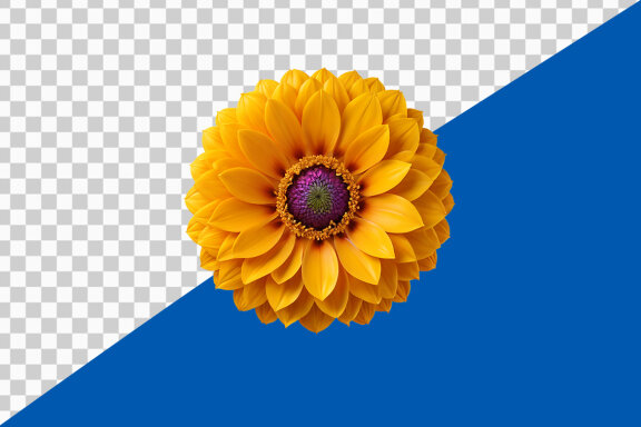 Yellow gerber daisy on transparent background PNG image