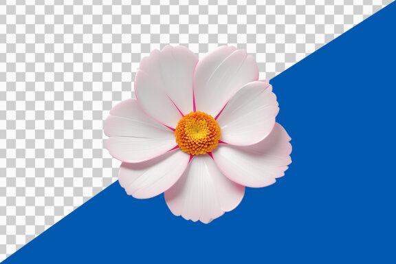 White and pink cosmos flower on transparent background PNG image