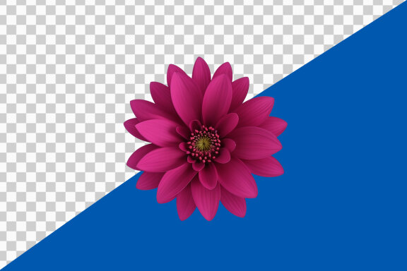 Pink dahlia flower isolated on transparent background PNG image