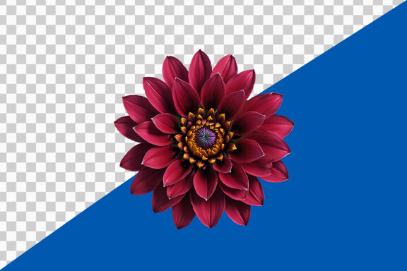 Pink dahlia flower isolated on transparent background PNG image