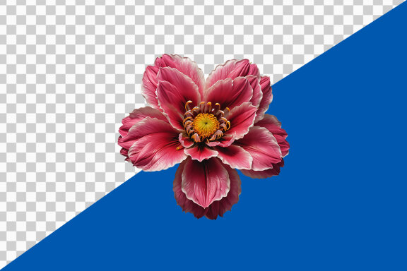 Pink dahlia flower isolated on transparent background PNG image