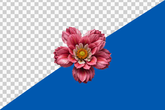 Pink dahlia flower isolated on transparent background PNG image