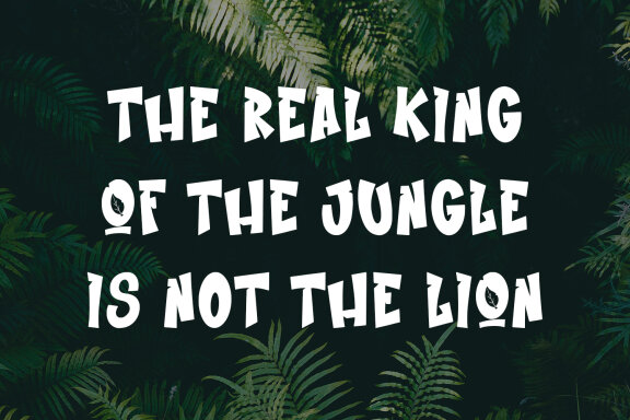 Jungle Fresh FREE Cartoon Display Font