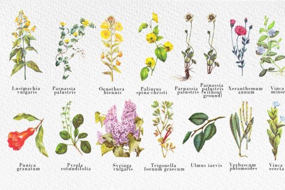 Garden of Eden - Botanical set