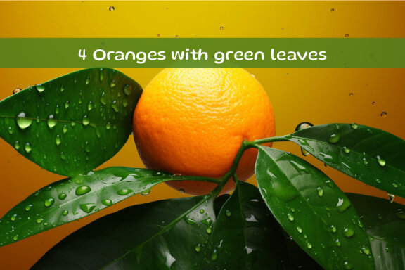 Oranges with green leaves