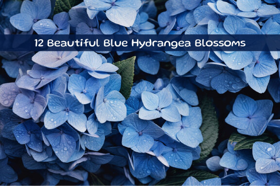  Beautiful Blue Hydrangea Blossoms