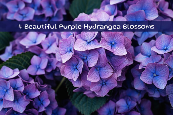 Beautiful Purple Hydrangea Blossoms