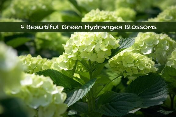 Beautiful Green Hydrangea Blossoms