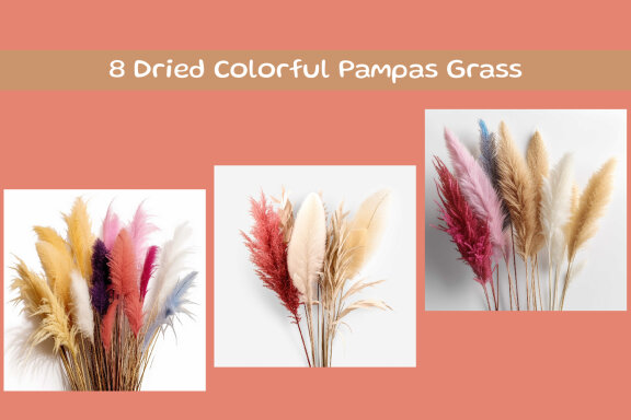 Dried Colorful Pampas Grass