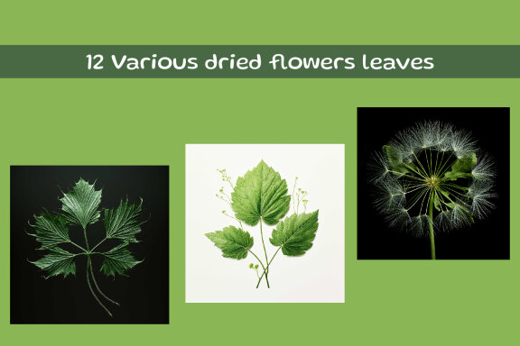 Various dried flowers leaves