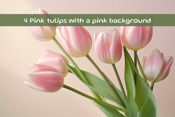 Pink tulips with a pink background