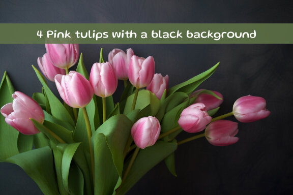 Pink tulips with a black background