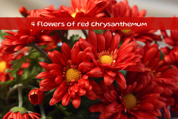 Flowers of red chrysanthemum