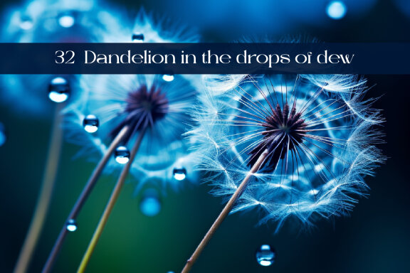 Dandelion in the drops of dew